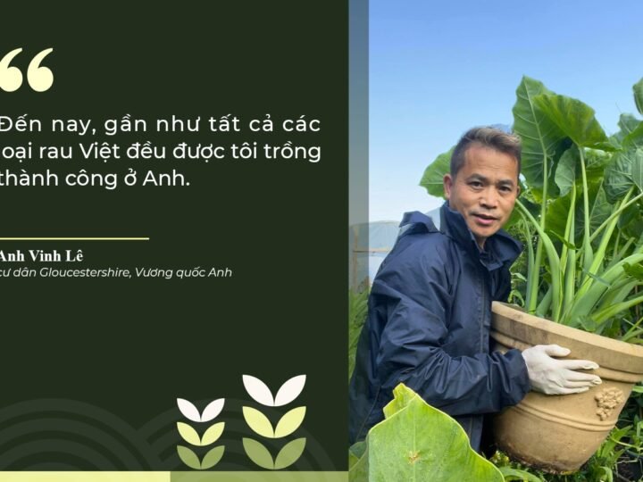 Anh Vinh Lê với câu chuyện làm vườn và nghề trồng rau Việt ở Vương quốc Anh