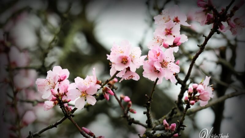 XUÂN ƠI …NGƯỜI ƠI