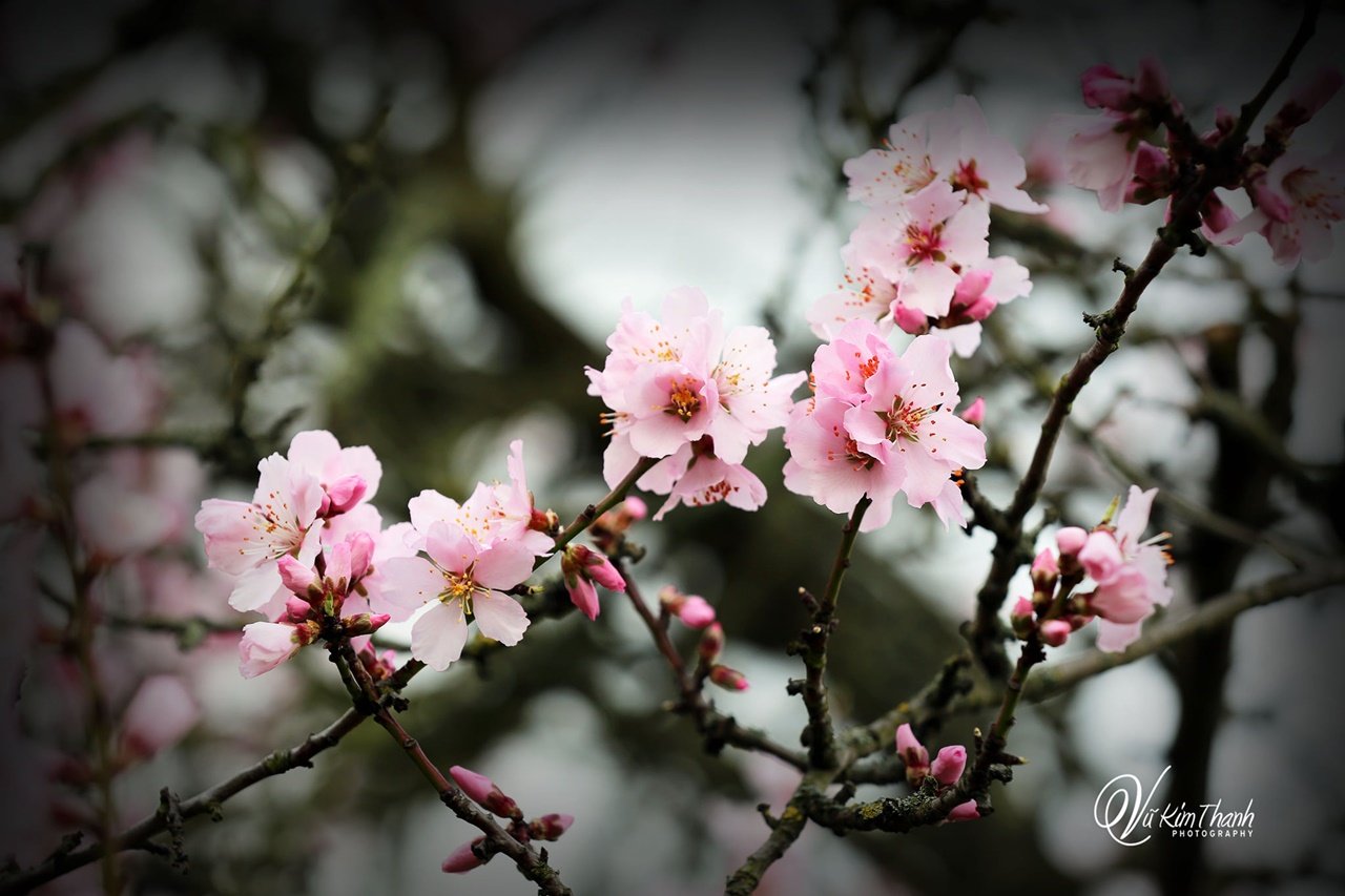 XUÂN ƠI …NGƯỜI ƠI