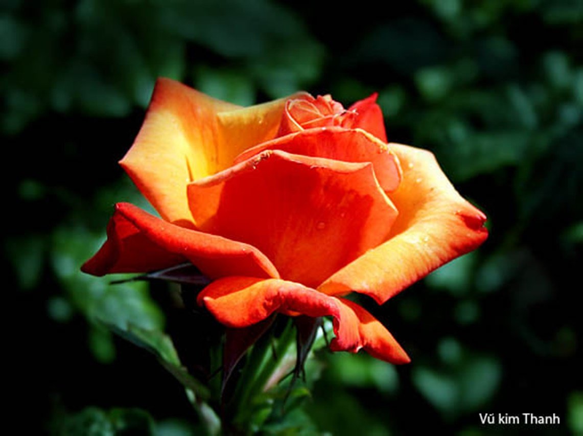 Dòng thơ đời bên anh