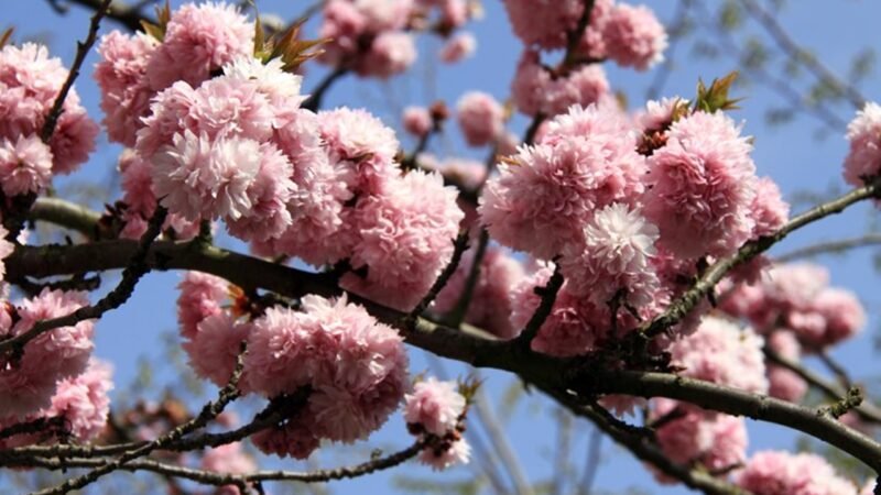 Thơ Haiku Nhật Bản xướng họa