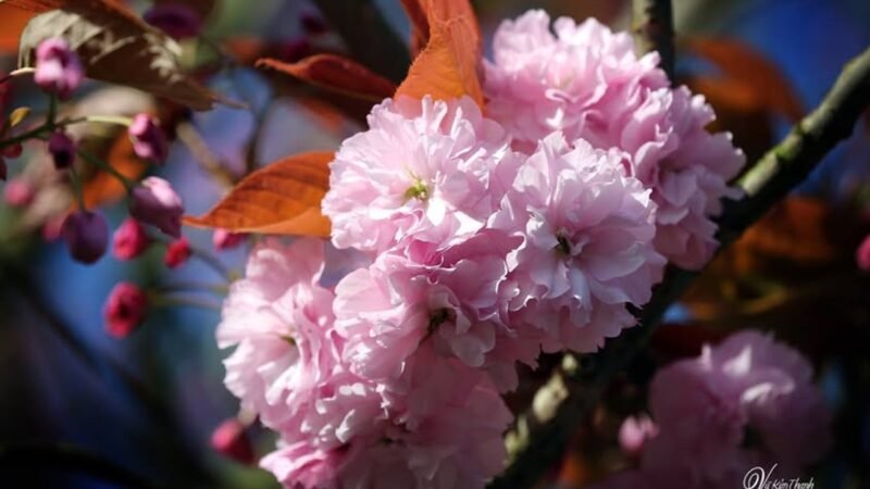 Chùm thơ Haiku (Nhật Bản) xướng họa của Vũ Kim Thanh và Phạm Thúy Vinh (Phần 2)