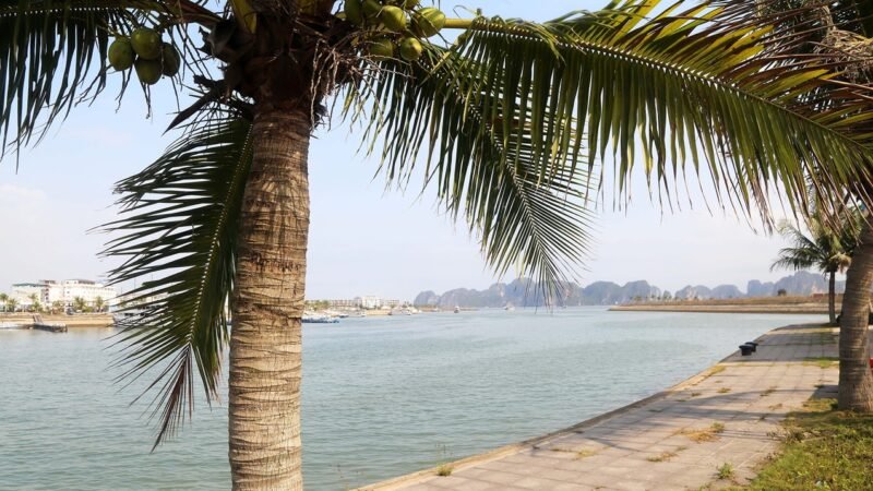 Chỉ giấc mơ thôi