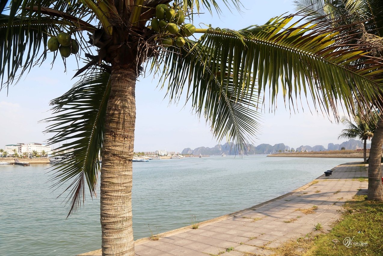 Chỉ giấc mơ thôi