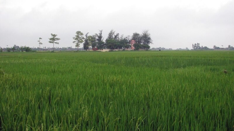 Đồng xanh mộng vàng