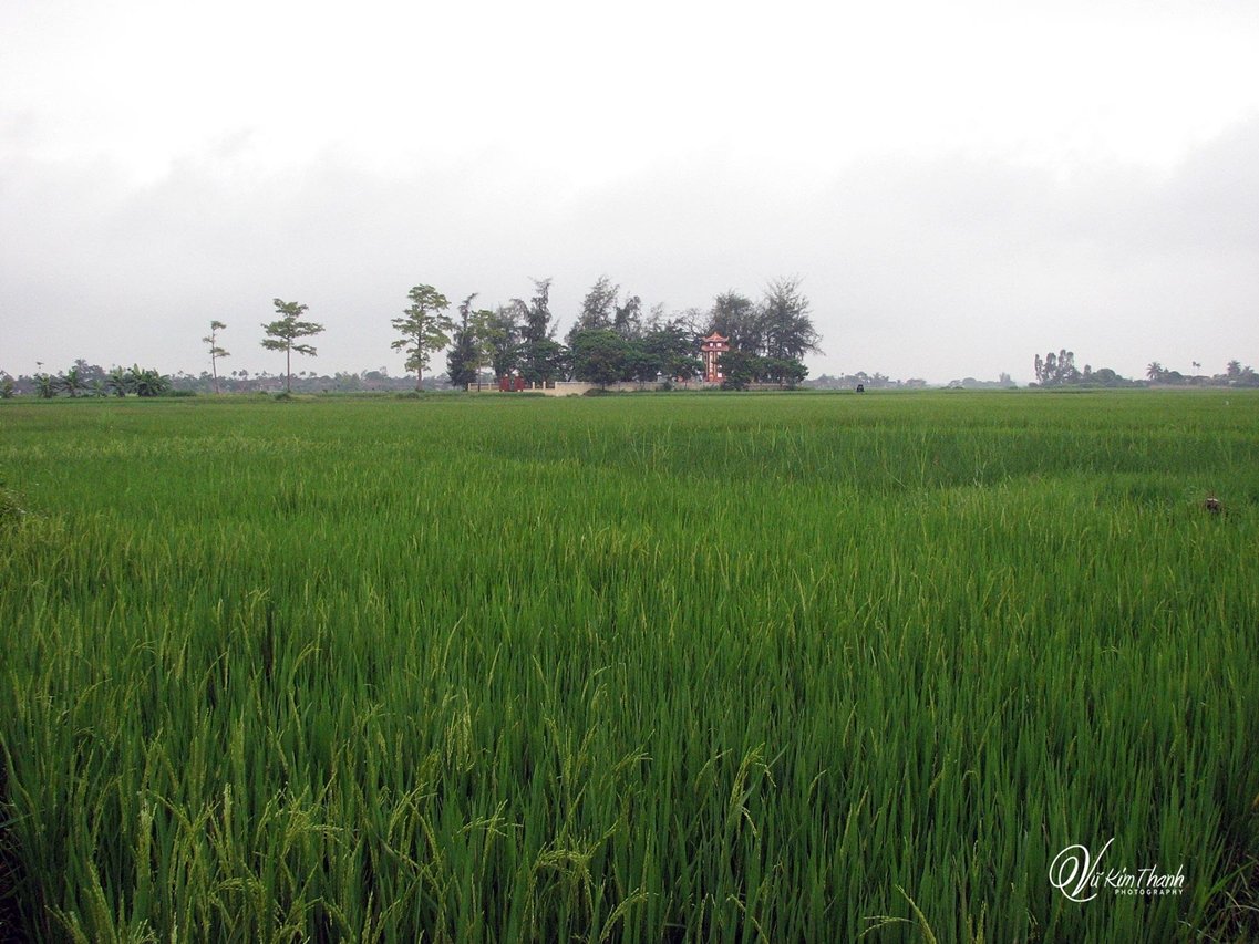Đồng xanh mộng vàng