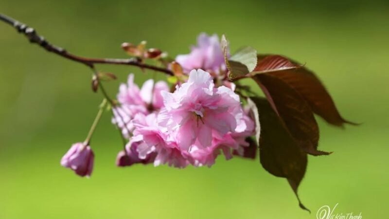 Chùm thơ Haiku ứng tác của Vũ kim Thanh và Phạm Thúy Vinh.(Phần 9)