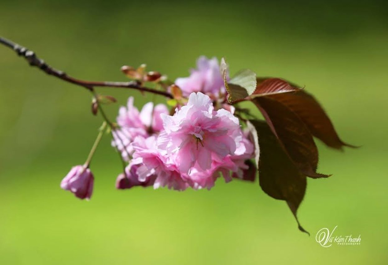 Chùm thơ Haiku ứng tác của Vũ kim Thanh và Phạm Thúy Vinh.(Phần 9)