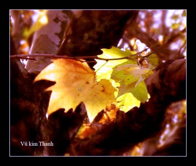 Ngậm ngùi tình ta