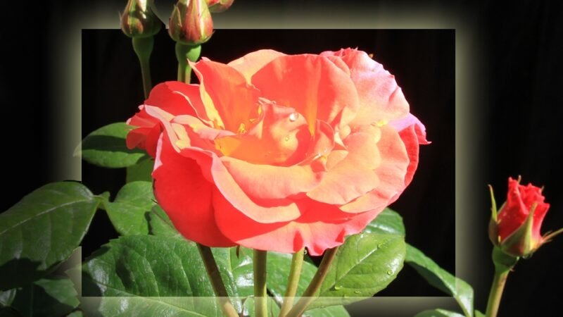 Công ơn thày cô trước