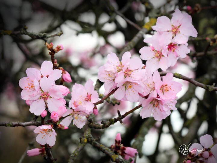 Mùa xuân về trên quê hương