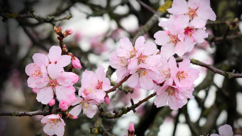 Mùa xuân về trên quê hương