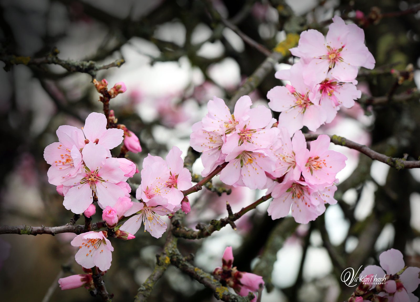 Mùa xuân về trên quê hương