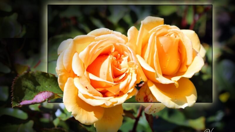 Anh có nghe tiếng Xuân về