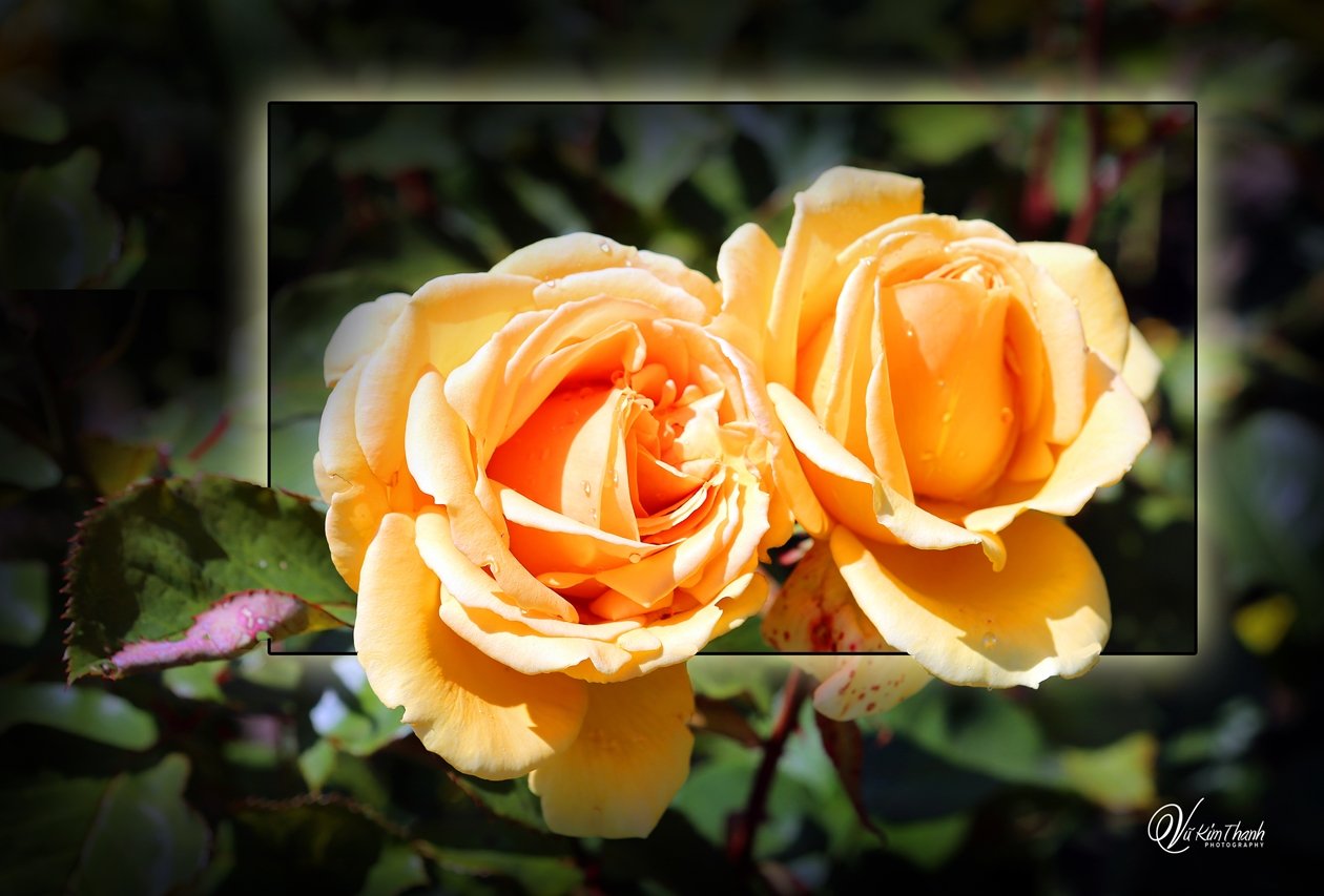 Anh có nghe tiếng Xuân về