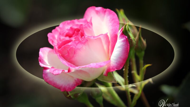 Mùa xuân gặp bạn  CD số 2 .