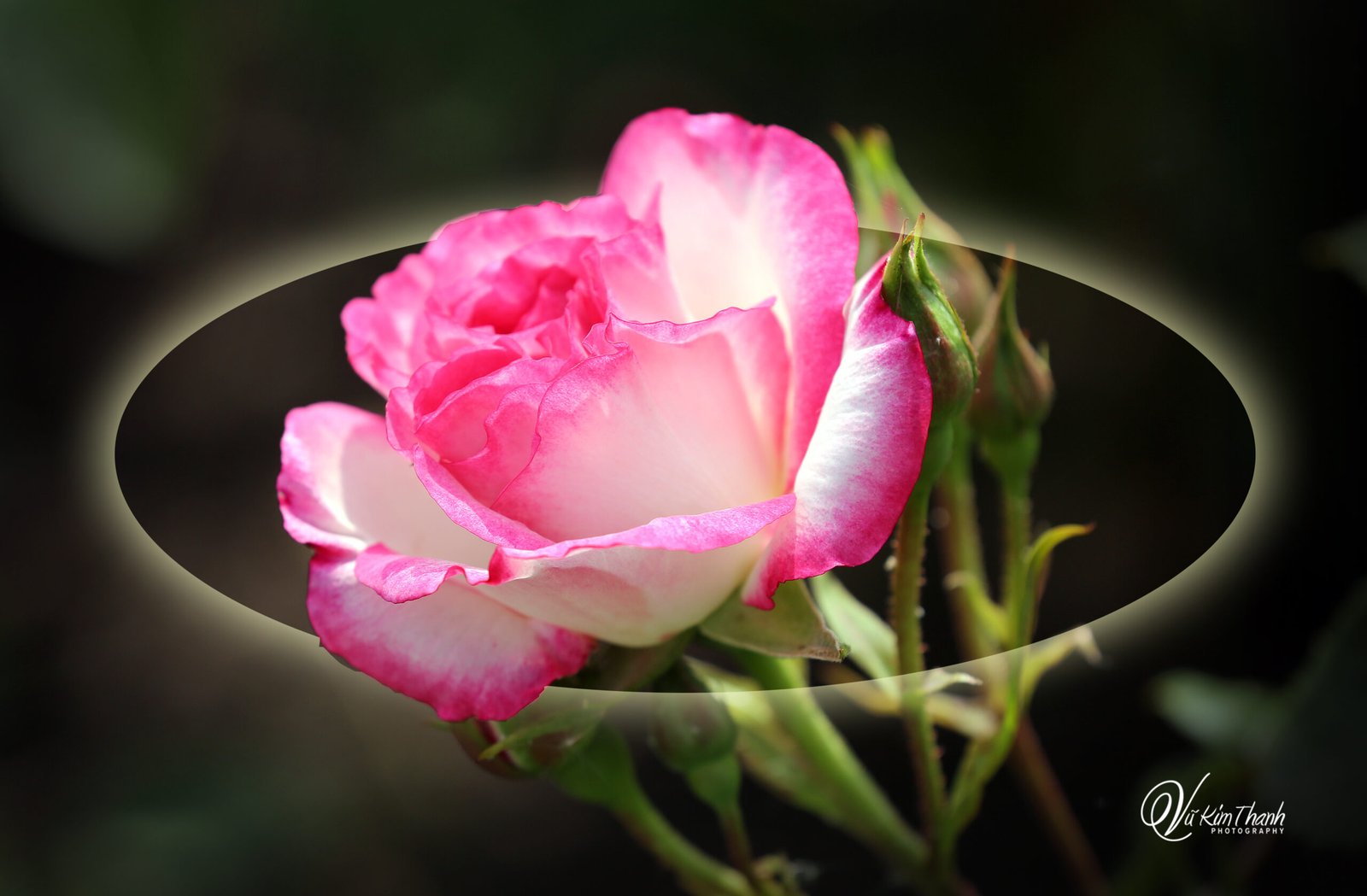 Mùa xuân gặp bạn  CD số 2 .